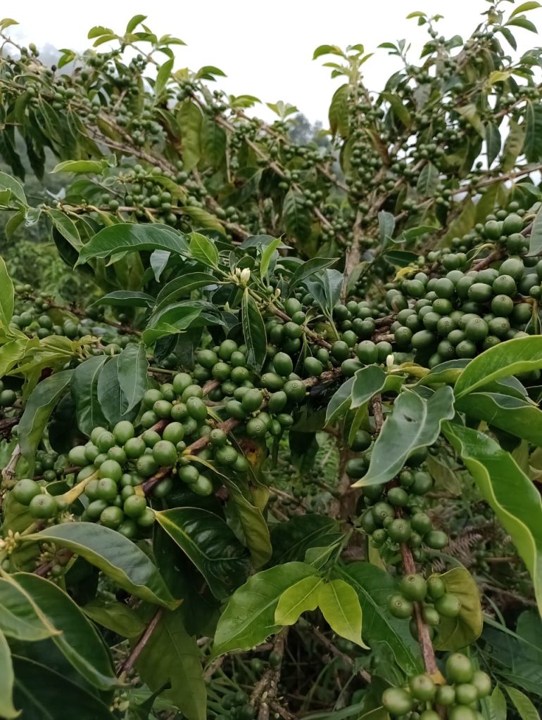 Cafeto en producción